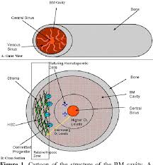 From wikimedia commons, the free media repository. Figure 1 From Tachykinins In The Emerging Immune System Relevance To Bone Marrow Homeostasis And Maintenance Of Hematopoietic Stem Cells Semantic Scholar