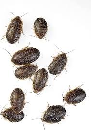 Buy Medium Dubia Roaches In Cup | Abdragons