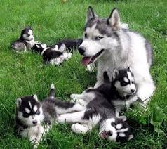 Genis Kopek Ailesi Cute Animals Baby Animals Animals
