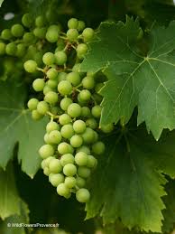 Image result for Vitis