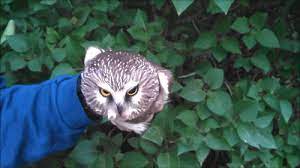 Share the best gifs now >>> Owl Must Keep Head From Turning Gif On Imgur