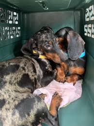 This is a growing list of dachshund rescue organizations. Nearly 600 Dogs Rescued From Tennessee Puppy Mill Some Brought To Michigan