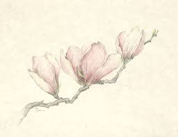 Chinese Language Magnolia Flower Blossom Floral Illustration Collection By Danabordelonfine Learn M Botanical Drawings Magnolia Tattoo Magnolia Flower