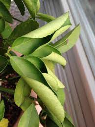 It develops brown leaf edges. Lime Sour Citrus Leaves Rolling Up