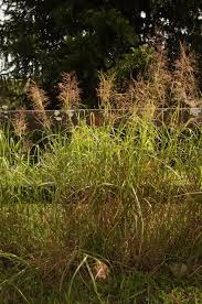 Image result for Capillipedium