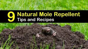 9 Easy To Make Mole Repellents In 2020 Mole Repellent Mole Mole Tunnels