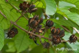 I heard somewhere five but really. Queen S Crape Myrtle Veridion Adventures