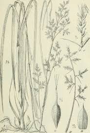 Image result for Carex echinochloe