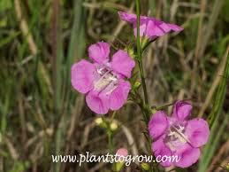 Image result for Geigeria filifolia