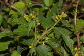 Image result for Triumfetta tomentosa