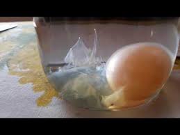 как узнать есть ли на мне порча с помощью яйца Diagnostika Yajcom Menya Moj Rezultat Pervaya Obkatka Byla 08 09 18 Posle Obnaruzheniya Igl V Odeyale Youtube