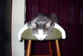 Diarrhea is not uncommon for cats, and there are many reasons why your cat might have it. Cat Pooping Problem Questions