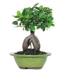 Maybe you would like to learn more about one of these? Ficus Ginseng Indoor Bonsai Tree At From You Flowers