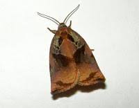 Image result for Archips podanus