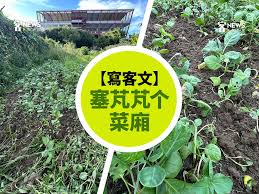 寫客文】塞芃芃个菜廂- 客新聞HakkaNews