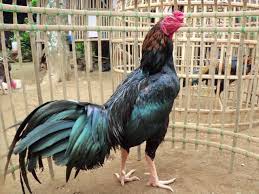 Ciparage Ayam Laga Legendaris Indonesia Ayam Bangkok Binatang