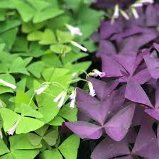 Image result for Oxalis