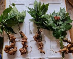 Hướng dẫn kỹ thật, cách trồng nhân sâm Việt Nam từ nhà vườn