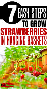 7 Easy Steps To Grow Strawberries In Hanging Baskets Growing Strawberries In Containers Growing Strawberries Strawberry Hanging Basket