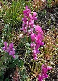 Image result for Lathyrus hygrophilus
