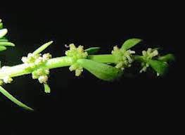 Image result for Haloragaceae