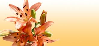 At price chopper (bennington #171) we are committed to providing you with quality and value on the products you need. Myfloralplace Com Your Place For Fresh Flowers