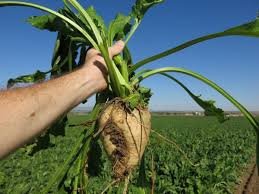 The.05% difference is due in part to the fact that sugar cane and beets are different plants with different chemical makeups grown in different environments. Usda S New Rule For Gmo Labeling A Boon For Sugar Beet Farmers Harvest Public Media