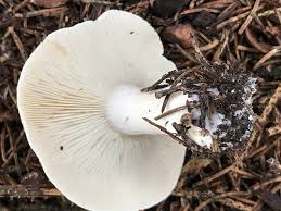 Size 2 to 8 tall. Anyone Finding Mushrooms General Gardening Growing Fruit