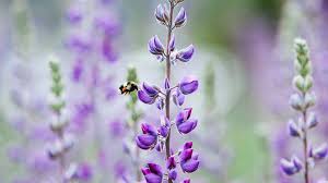 Check spelling or type a new query. Bee Friendly Plants For Your Garden Pass The Pistil