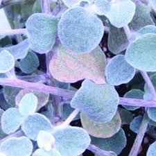 Liquorice plants are not particularly ornamental, with a disquieting habit of folding up their leaves at licorice roots are brown on the outside and yellow on the inside. Troubleshooting Disorders Of Licorice Plant Helichrysum Petiolare Download Table
