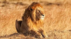 If you're curious or for any reason need an organized reference list of animals on earth this alphabetically sorted list of animals might be useful. 16 Animals That Have Better Beards Than You Intrepid Travel Blog