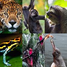 Asia's abundance of plant and animal species, as well as its wealth of indigenous knowledge, hangs in the balance. How To Help Endangered Amazon Wildlife Rainforest Cruises