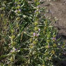 Image result for Hygrophila schulli
