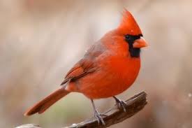 Birds With Red Crested Heads Animals On Instagram The Cardinal Is The Only Red Bird In Eastern North America With A Crest On Top Of His Or Her Cardinal Birds Northern Cardinal Bird Facts