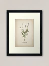 Check spelling or type a new query. Vintage Botanical Lavender Herb Garden Art Home Decor Kitchen Herbs Framed Art Print By Mia Kara Redbubble