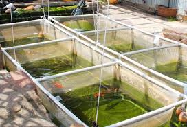 Panduan Lengkap Cara Budidaya Ikan Koi Di Kolam Aquarium