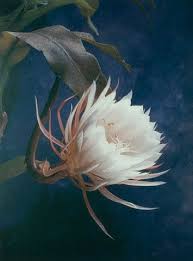 Queen Of The Night Ii Floral Photography Art Night Flowers Floral Photography