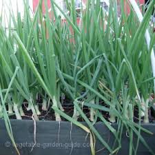 Maybe you would like to learn more about one of these? How To Grow Onions And Spring Onions For Success And Flavour