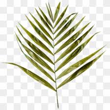 Copy the html from the code box palm sunday clipart free. Jpg Transparent Download Branch Transparent Palm Nike Goddess Palm Branch Clipart 143436 Pikpng
