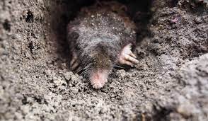 How to keep moles out of my garden. How To Prevent And Get Rid Of Moles In Your Garden Pest Defence