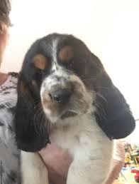 Basset hounds were highly valued for hunting purposes for those who were not wealthy, as their short legs made them ideal for hunting on foot. Bassett Hound Pups For Sale In Cleveland Texas Classified Americanlisted Com