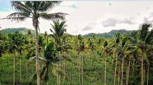 Pokok kelapa mempunyai sistem akar serabut. 10 Manfaat Akar Pohon Kelapa Bagi Kesehatan Dan Kehidupan Sehari Hari Hot Liputan6 Com