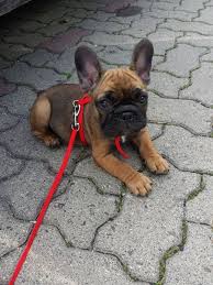 Under most normal circumstances, there will be about so now that we stated that around three puppies are the normal size for a litter of a french bulldog, how many times can a french bulldog give birth to puppies? French Bulldog Puppy Bulldogpuppy Bulldog Puppies French Bulldog Puppies Cute Puppies