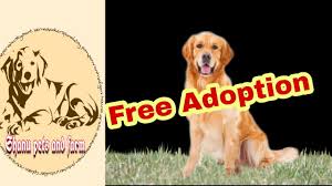 Nor that the dog an applicant would like to adopt from hgrr, is the one that is best suited to meet their needs, and hgrr reserves the. Golden Retriever Puppy For Free Adoption Dog Expert