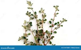 Image result for Glinus lotoides