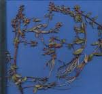 Image result for Nesaea aspera