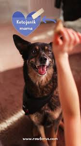Bone Bones Odul Chicken Dogal Dog Dogs Cats Treats Raw Barf Cigbeslenme Et Meat Freeze Kopek Kedi Kopek Kopeksahiplen Kopek Kedi Yavru Kopek