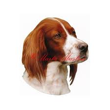 Image result for irský červenobílý setr