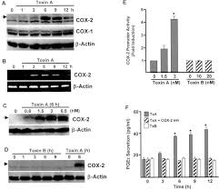 About 1 in 6 patients who get c. Clostridium Difficile Toxin A Regulates Inducible Cyclooxygenase 2 And Prostaglandin E2 Synthesis In Colonocytes Via Reactive Oxygen Species And Activation Of P38 Mapk Journal Of Biological Chemistry