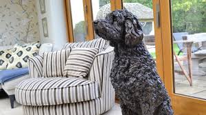 Find the perfect patio furniture & backyard decor at hayneedle, where you can buy online while you explore our room designs and curated looks for tips, ideas & inspiration to help you along the way. Bronze Sitting Labradoodle Sculpture By Tanya Russell